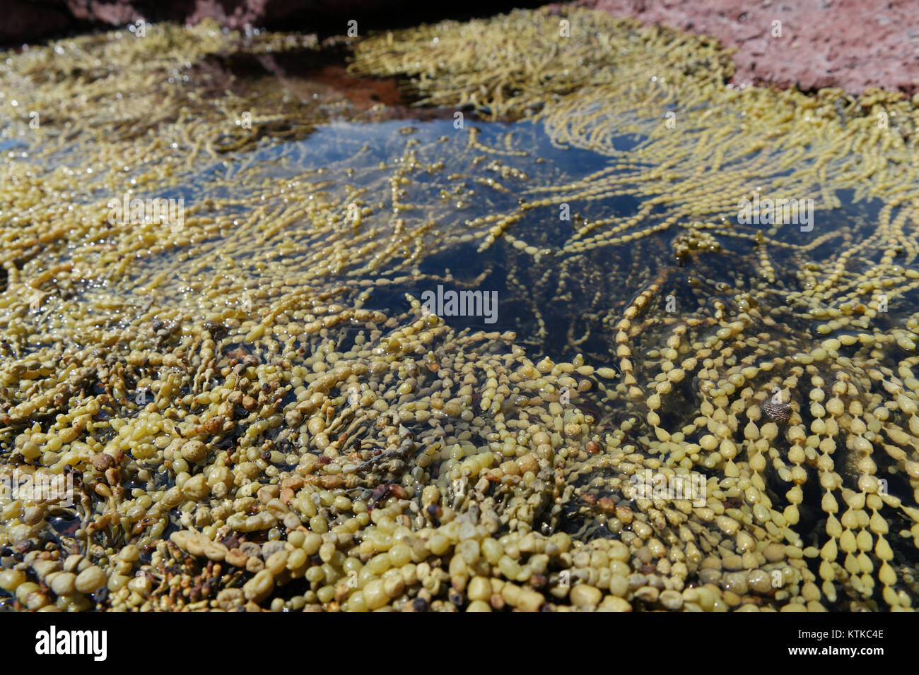 Der Ben Boyd National Park in New South Wales ist bekannt für seine landschaftlich reizvollen Landschaften, Tierlebensräume und Naturschutz. Sie ist ein wichtiger Bestandteil des australischen Nationalparksystems. Stockfoto