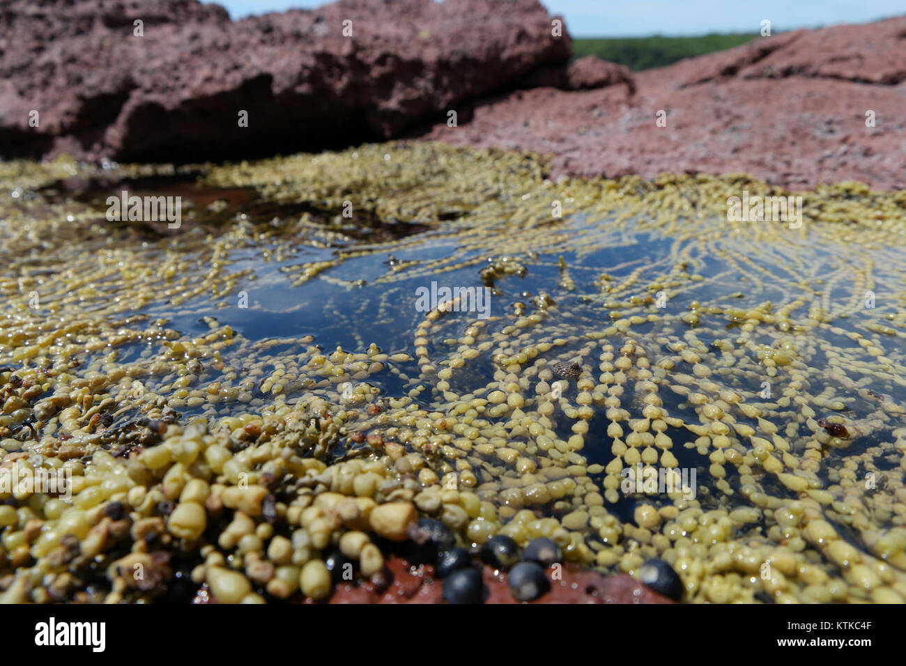 Der Ben Boyd National Park in New South Wales, Australien, ist ein geschütztes Gebiet, das für seine vielfältigen Ökosysteme bekannt ist, darunter Küstenklippen, Strände und bewaldete Regionen. Stockfoto