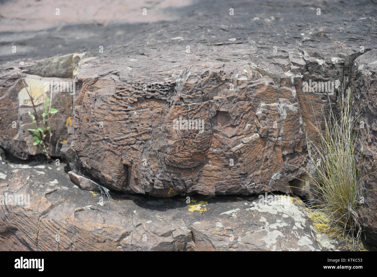 Der Ben Boyd National Park in New South Wales, Australien, ist bekannt für seine zerklüftete Küstenlandschaft, Tierwelt und natürliche Schönheit. Der Park bietet Wanderwege und malerische Ausblicke entlang der Pazifikküste. Stockfoto