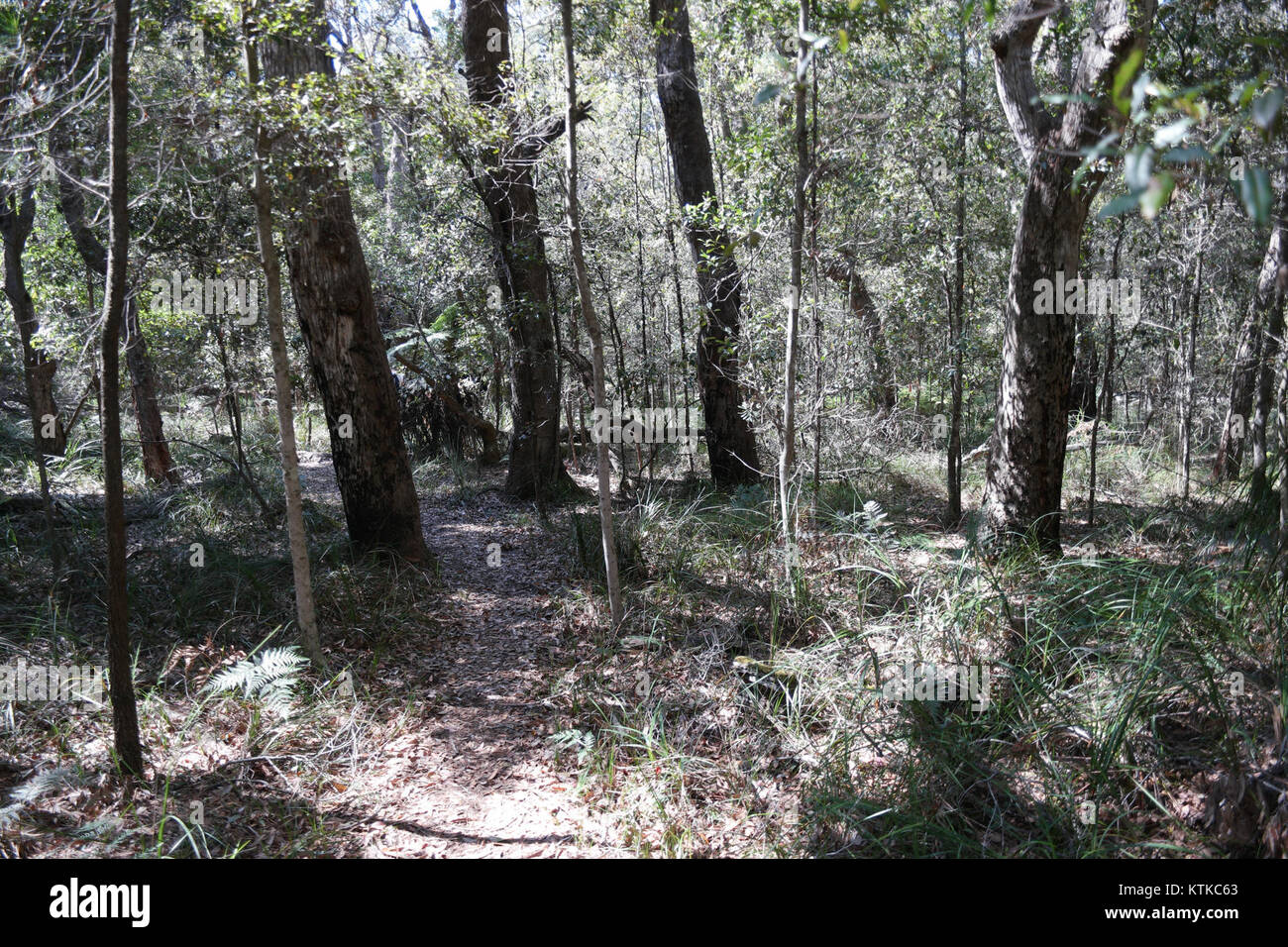 Der Ben Boyd National Park in New South Wales, Australien, ist bekannt für seine malerische Aussicht auf die Küste und die vielfältigen Ökosysteme. Der Park umfasst Strände, Klippen und eine bedeutende Artenvielfalt. Stockfoto