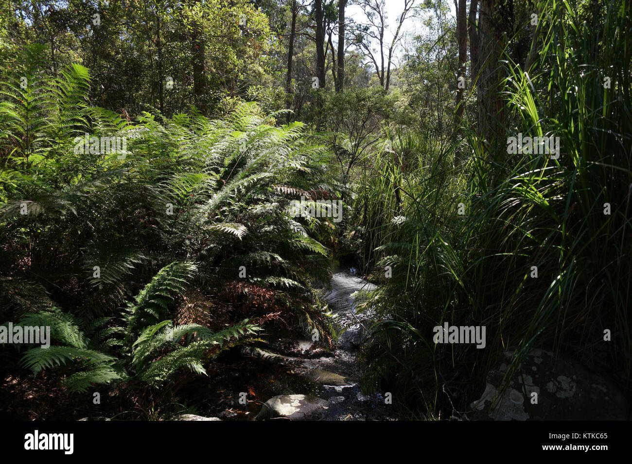 Foto des Ben Boyd National Park in New South Wales, Australien, mit seiner natürlichen Schönheit und Tierwelt. Stockfoto