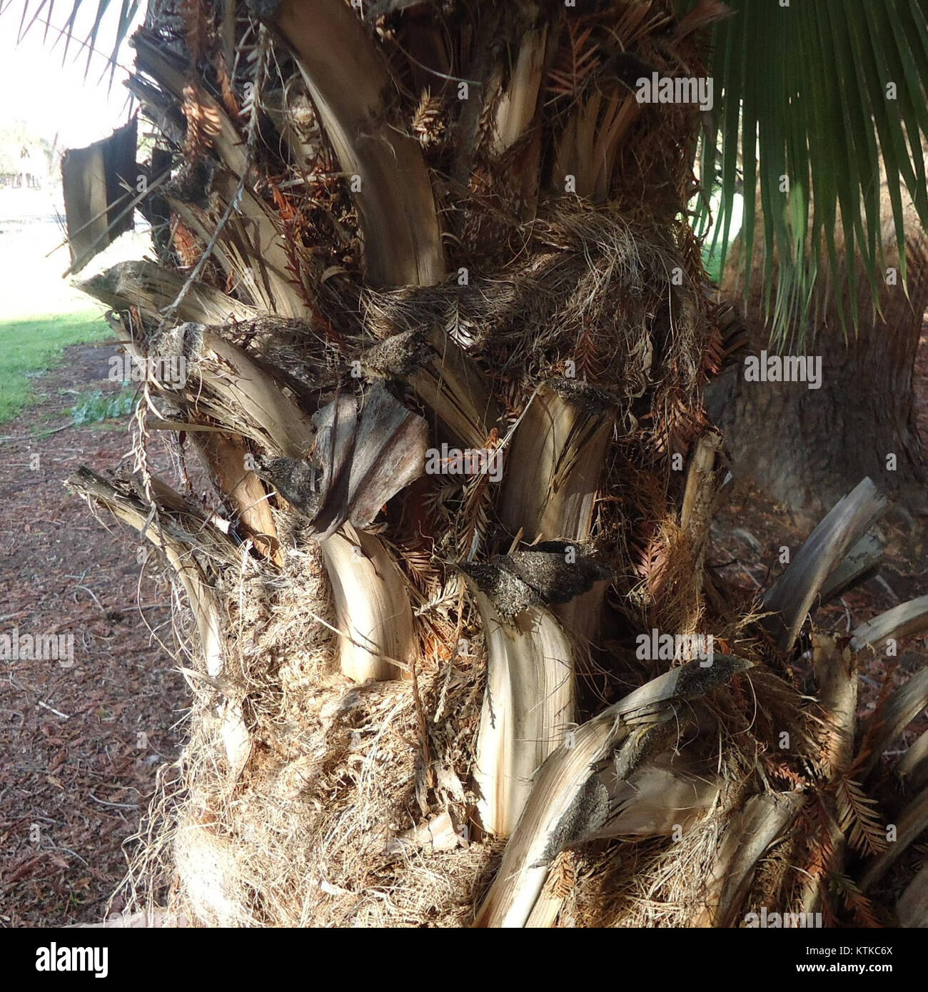 Dieses Bild zeigt die Baumrinde eines Baumes in einem öffentlichen Park in Cupertino, Kalifornien, und hebt die Textur und Eigenschaften der äußeren Schicht des Baumes hervor. Stockfoto