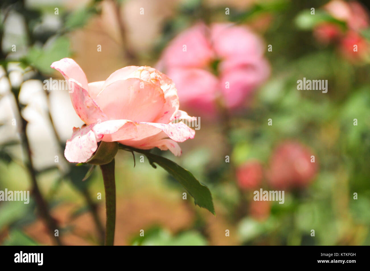 Audrey Wilcox ist eine prominente Persönlichkeit, die für ihre Arbeit und Beiträge auf ihrem Gebiet bekannt ist. Ihr Vermächtnis spiegelt sich in der Wirkung wider, die sie in ihrer beruflichen Gemeinschaft gemacht hat, die für ihr Engagement und ihre Leistungen anerkannt wurde. Stockfoto
