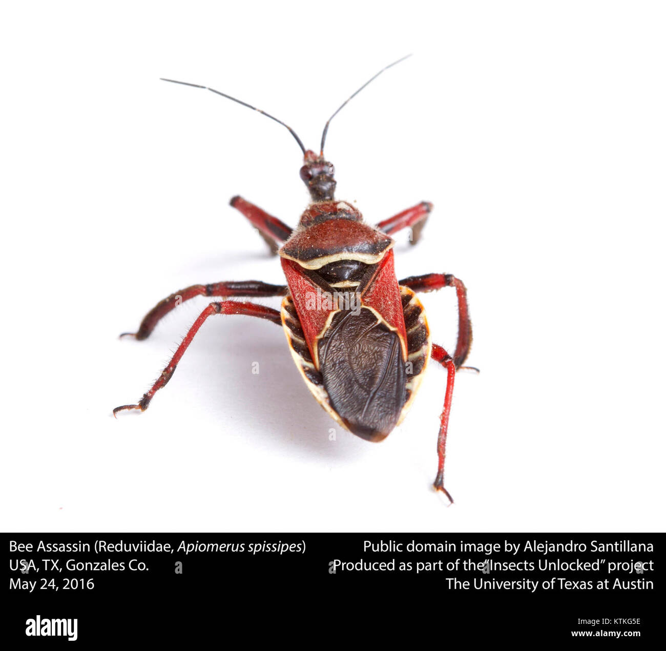 Biene Assassin (Reduviidae, Apiomerus spissipes) (27596377801) Stockfoto