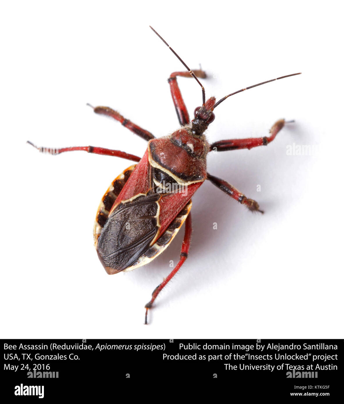 Biene Assassin (Reduviidae, Apiomerus spissipes) (27060521043) Stockfoto