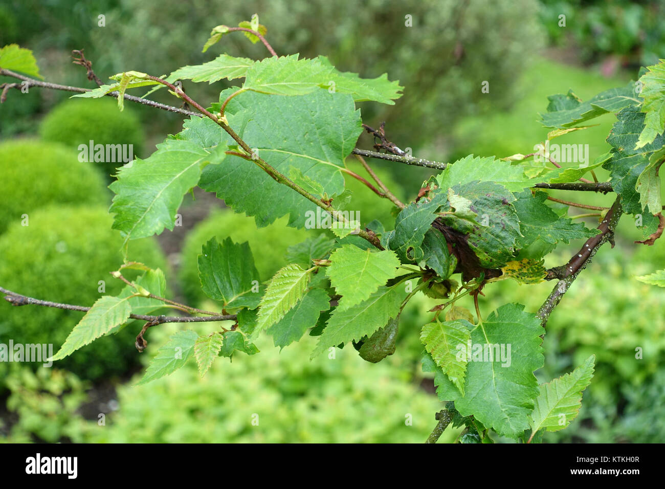 Betula ermanii, auch bekannt als Erman's Birke, ist in den Hillier Gardens in Romsey, Hampshire, zu sehen. Der Baum wird für sein markantes Aussehen und seine Rolle in der Landschaftsgestaltung der Gärten bewundert. Stockfoto