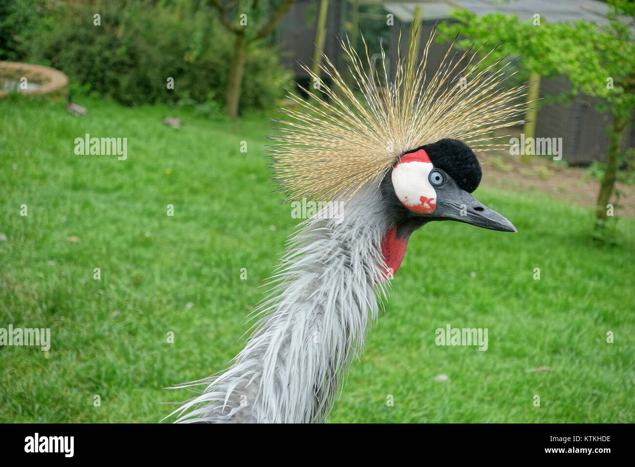Der Balearica regulorum gibbericeps (auch Graukräne genannt) ist eine Vogelart, die im Harewood Bird Garden in West Yorkshire, England, vorkommt. Diese Vogelart ist bekannt für ihr unverwechselbares Aussehen und heimisch in Afrika südlich der Sahara. Stockfoto