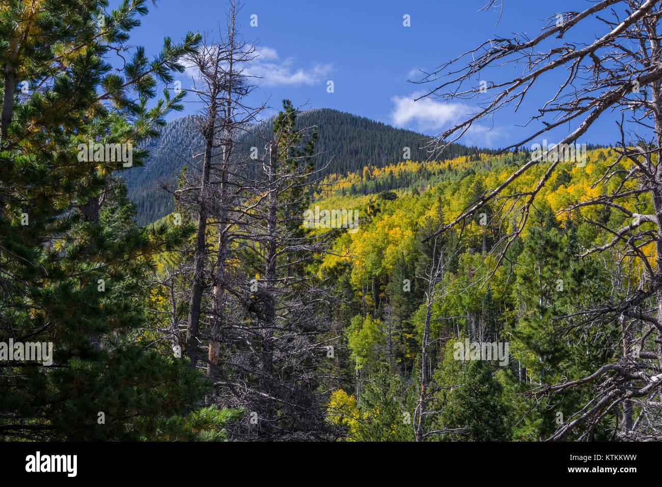 Tragen Kiefer Trail Nr. 26 (29861282811) Stockfoto