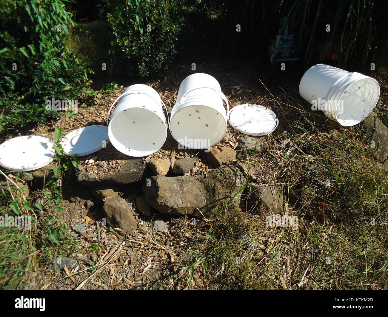 Bienen in Kunststoff Eimer im Hillview Farmen in New Jersey Stockfoto