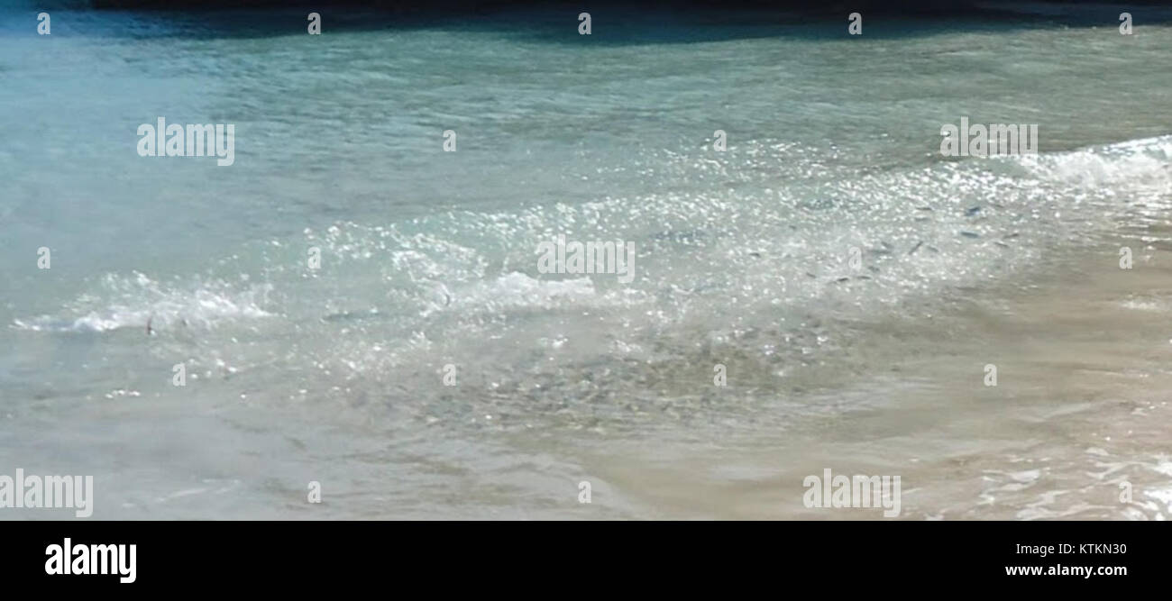 Bermuda (Großbritannien) Fotos Anzahl 6 Fische preyed auf unter Wasser Oberfläche Stockfoto