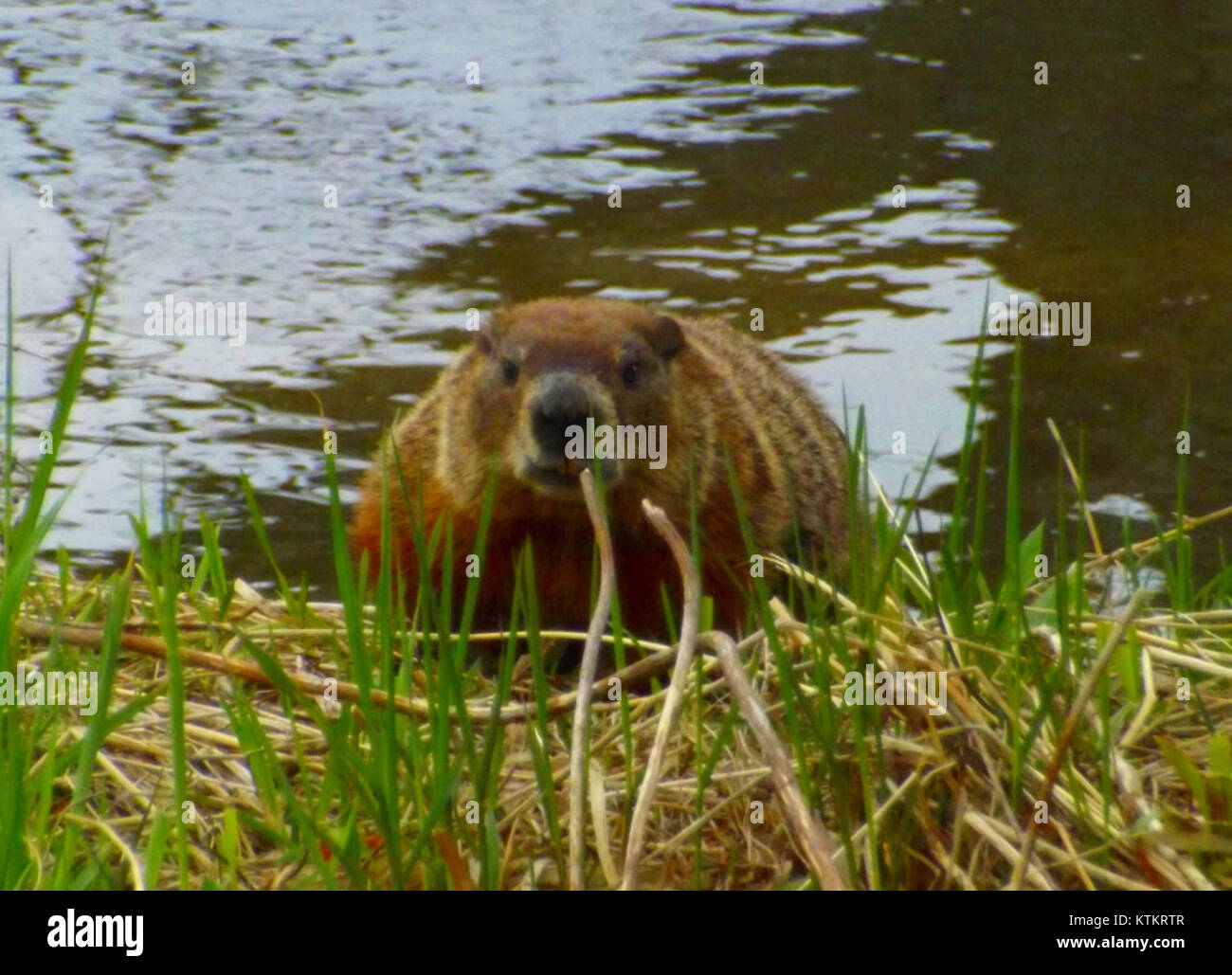 Dieses Bild zeigt einen Biber in einem Fluss und zeigt den natürlichen Lebensraum des Tieres. Biber sind bekannt für ihre Fähigkeit, Dämme zu bauen und ihre Umgebung zu verändern. Ihre Anwesenheit in Süßwasserökosystemen spielt eine wichtige Rolle bei der Schaffung von Lebensräumen für andere Wildtiere. Stockfoto