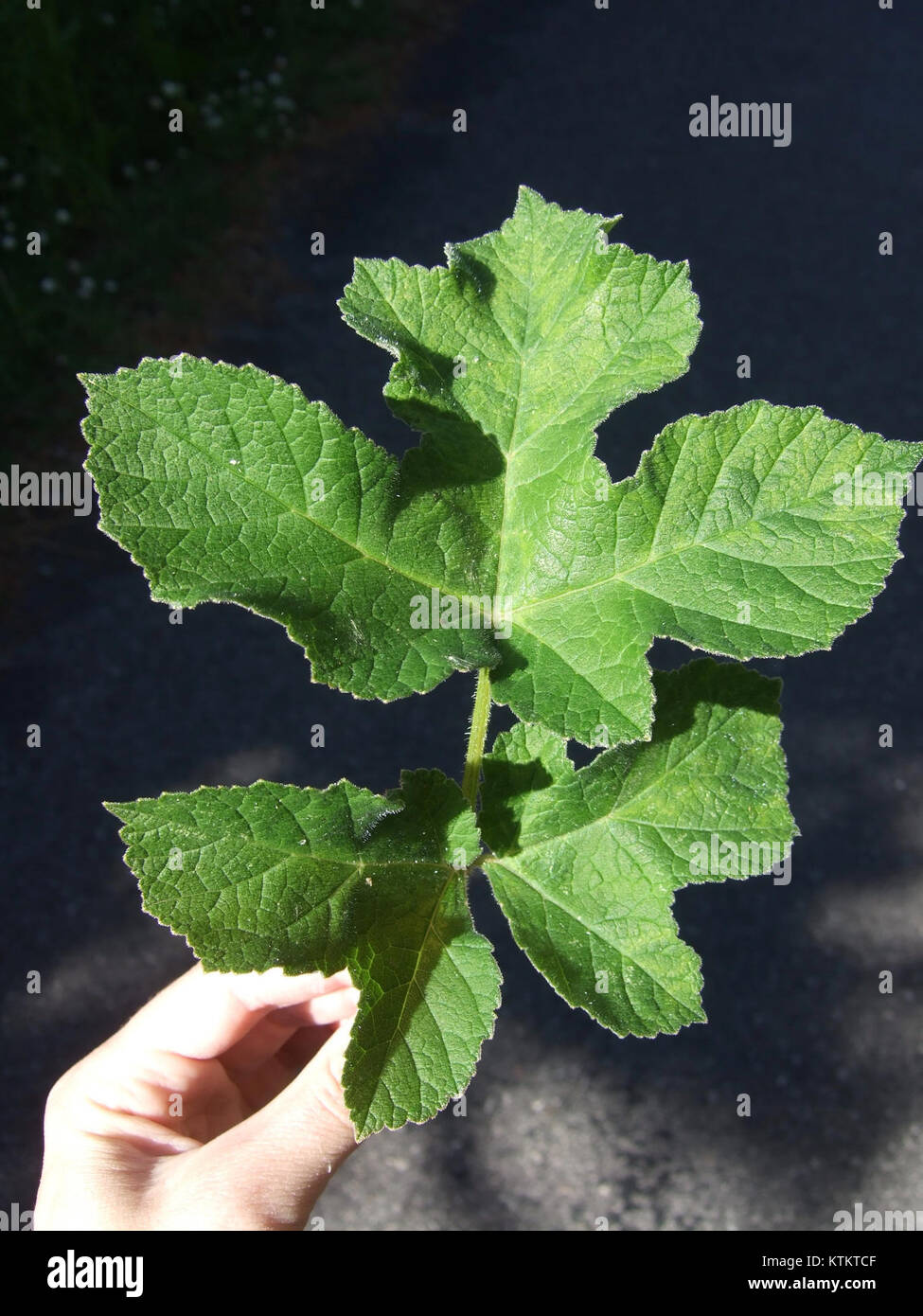 BerceA5 ist ein Verweis auf einen bestimmten Gegenstand oder ein bestimmtes Produkt, möglicherweise in Verbindung mit einem künstlerischen oder industriellen Produkt. Es bedarf eines weiteren Kontextes, um die genaue Beschaffenheit von BerceA5 zu verdeutlichen, da es sich auf ein bestimmtes Modell, Objekt oder eine bestimmte Sammlung in einem Katalog beziehen kann. Stockfoto