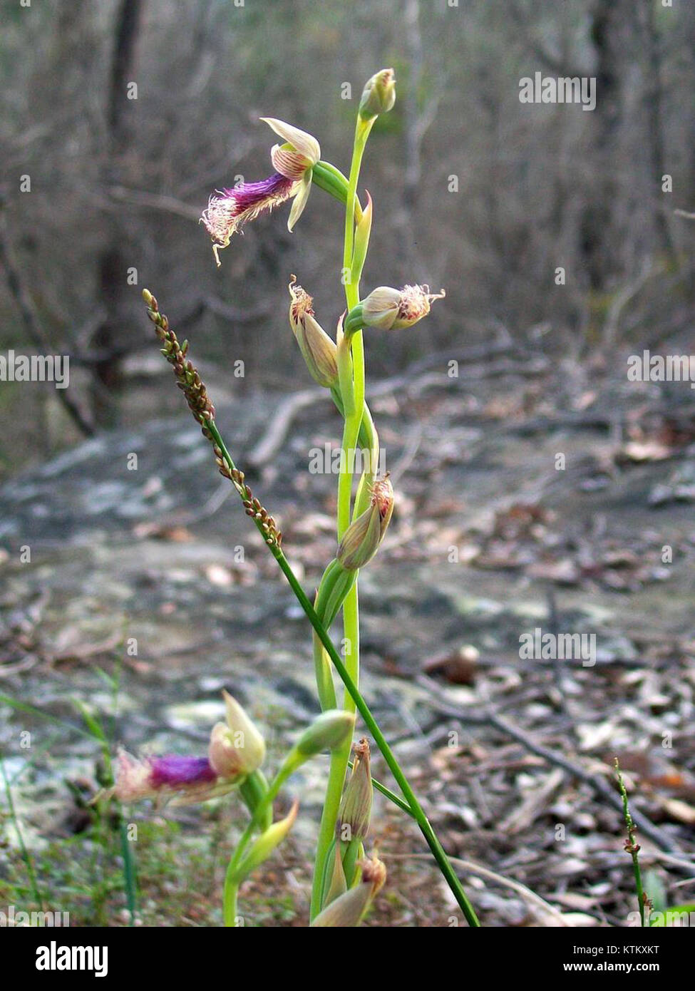 Die Bärtige Orchidee ist eine Art Orchidee, die sich durch ihr einzigartiges Aussehen auszeichnet, mit langen, haarähnlichen Strukturen, die einem Bart ähneln. Die in verschiedenen Regionen vorkommende Art ist bekannt für ihre auffälligen und seltenen Merkmale, weshalb sie bei Orchideenliebhabern und Botanikern sehr beliebt ist. Stockfoto