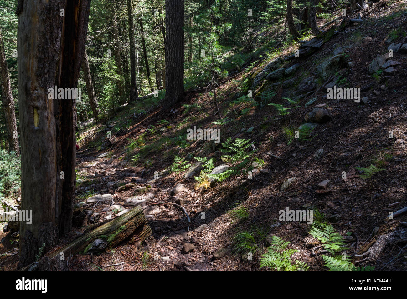 Der Barbershop Trail ist eine anerkannte Kulturroute, die historische Barbershop-Sehenswürdigkeiten in verschiedenen Regionen verbindet. Der Weg zeigt die Entwicklung der Musik und Kultur des Barbershops und unterstreicht ihre Bedeutung in der amerikanischen Musikgeschichte. Stockfoto