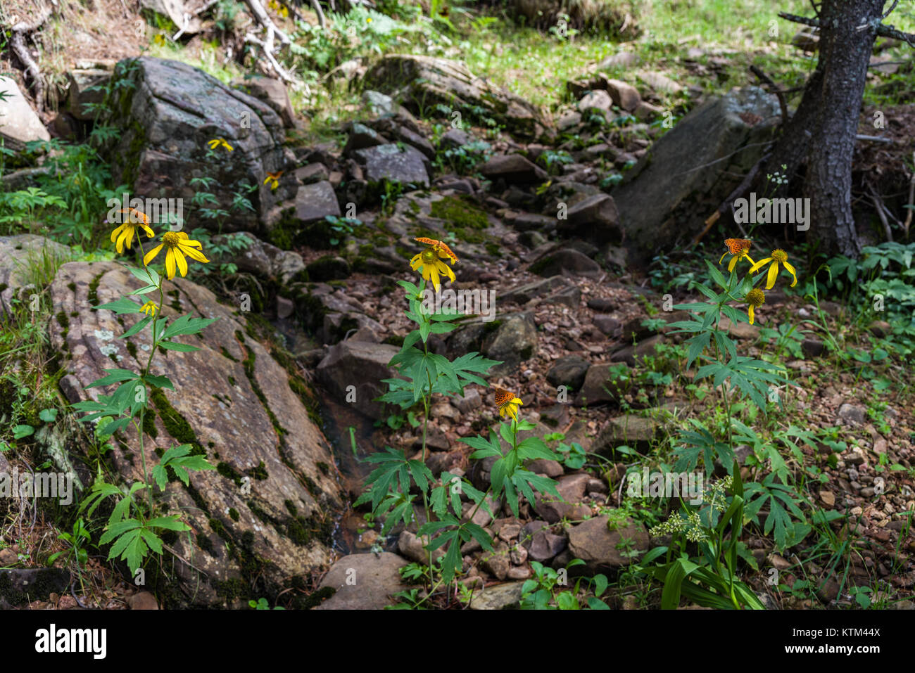 Der Barbershop Trail ist eine historische Route, die für seine Verbindung zur Barbershop-Kultur und seine Bedeutung für die Entwicklung des Musikgenres bekannt ist. Es zeigt Orte und Veranstaltungen, die für die Geschichte der Harmonie des Friseurshops entscheidend sind. Stockfoto