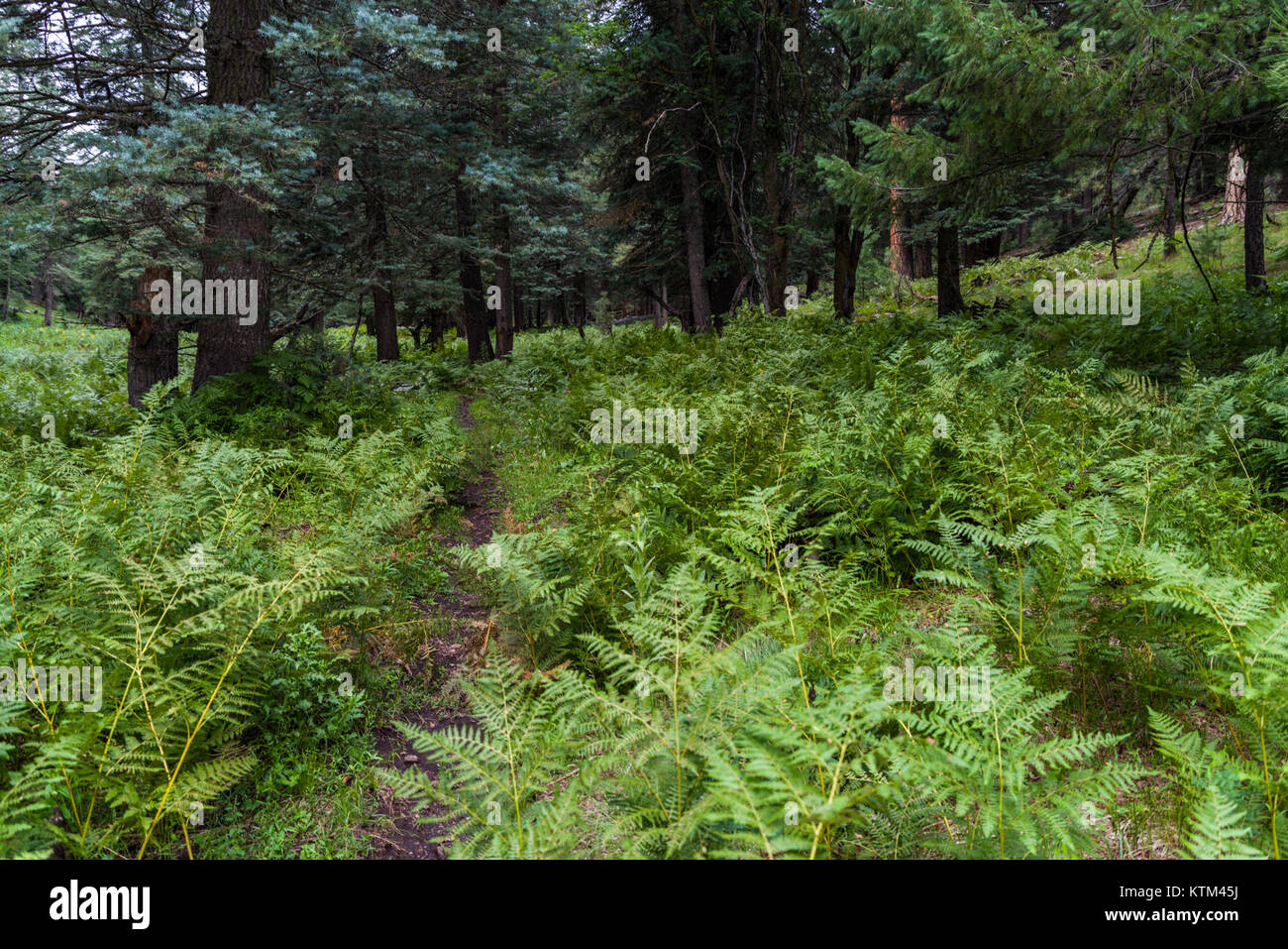 Der Barbershop Trail bezieht sich auf einen historischen und kulturellen Pfad, der die Bedeutung der Barbershop-Musik und ihren Einfluss auf die amerikanische Kultur unterstreicht und sich auf die Traditionen der Barbershop-Quartette konzentriert. Stockfoto