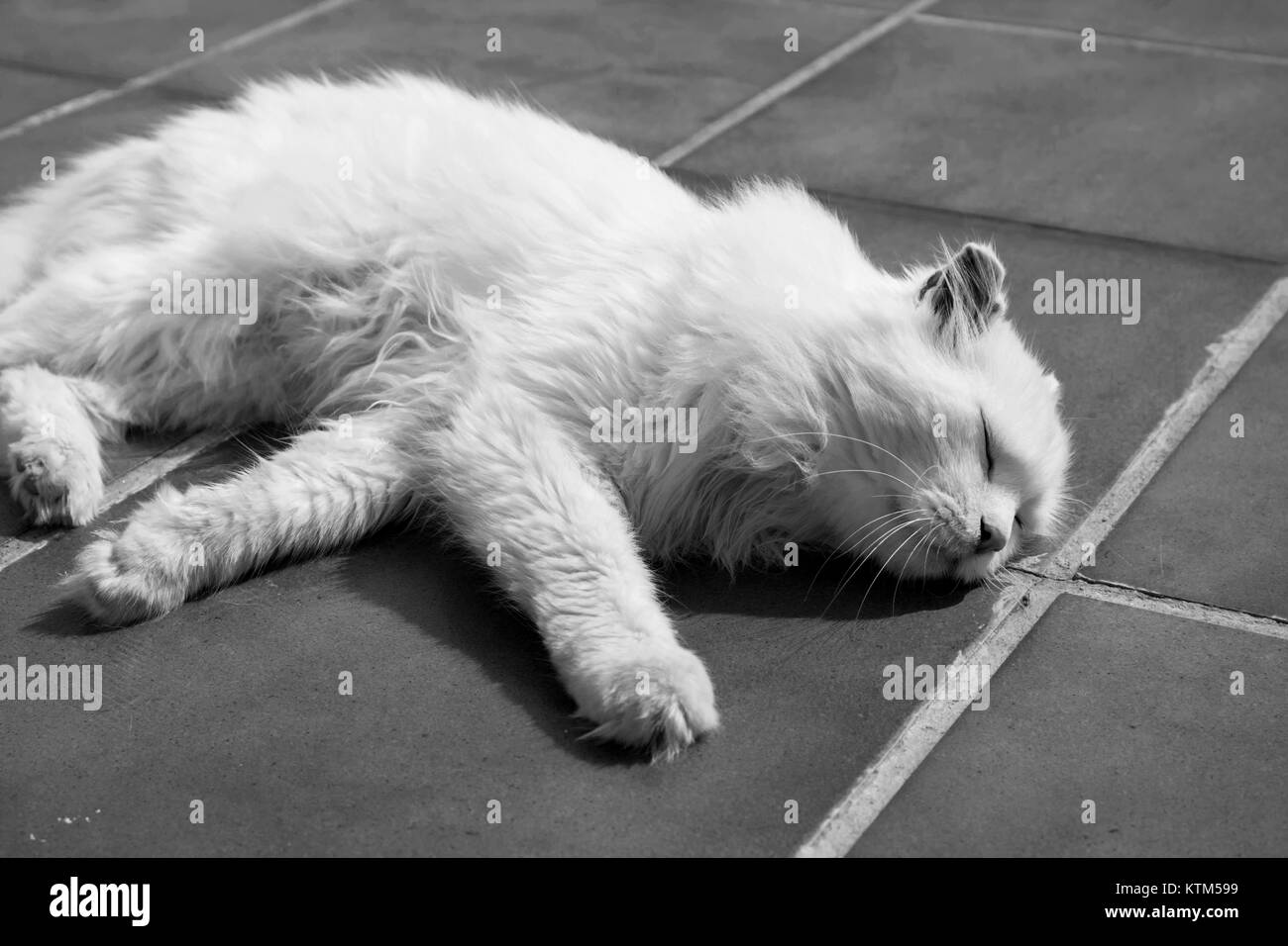 Türkisch Angora. Weiße Katze. Eine 17-jährige Katze entspannt und genießt das Leben. Schwarz und Weiß. Stockfoto