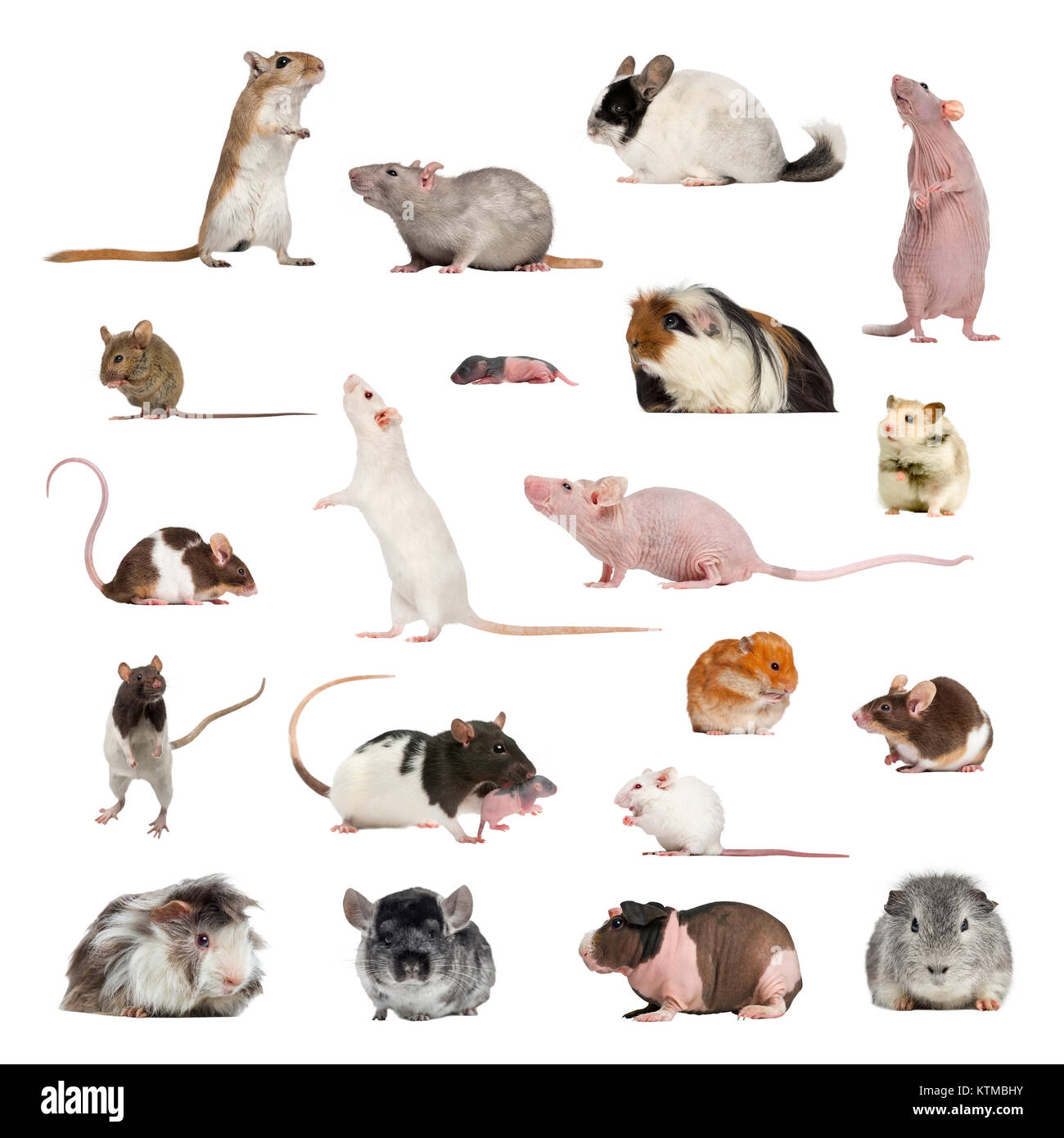 Große Sammlung von Nagetier, Pet und exotisch, in unterschiedlichen Positionen auf weißem Hintergrund. Stockfoto