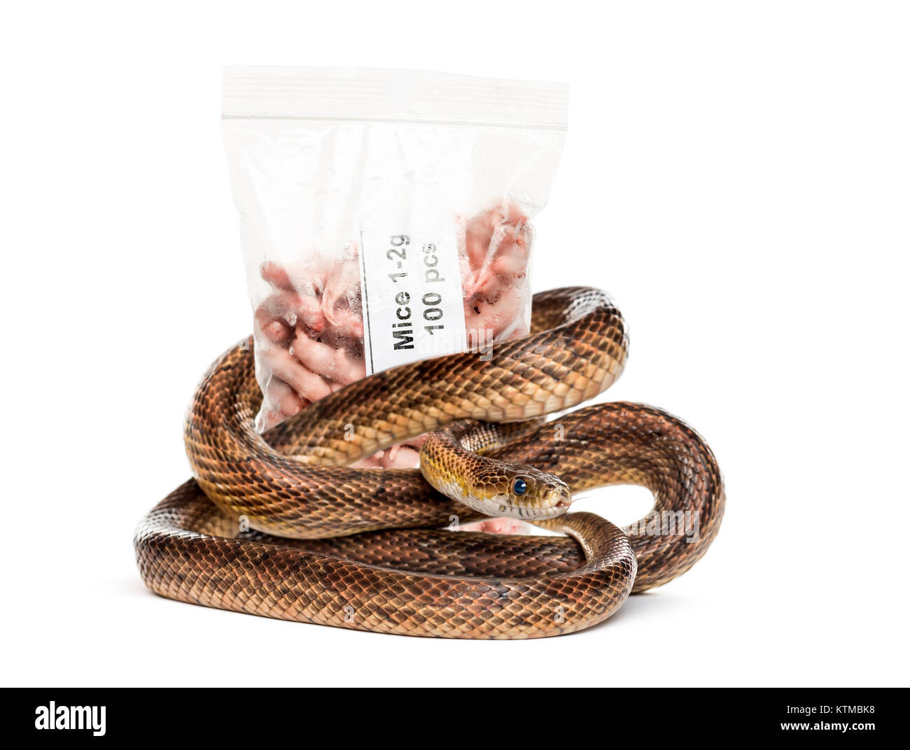 Snake roll up gegen eine Packung einfrieren Mäuse, Nahrung für pet, isoliert auf weißem Stockfoto