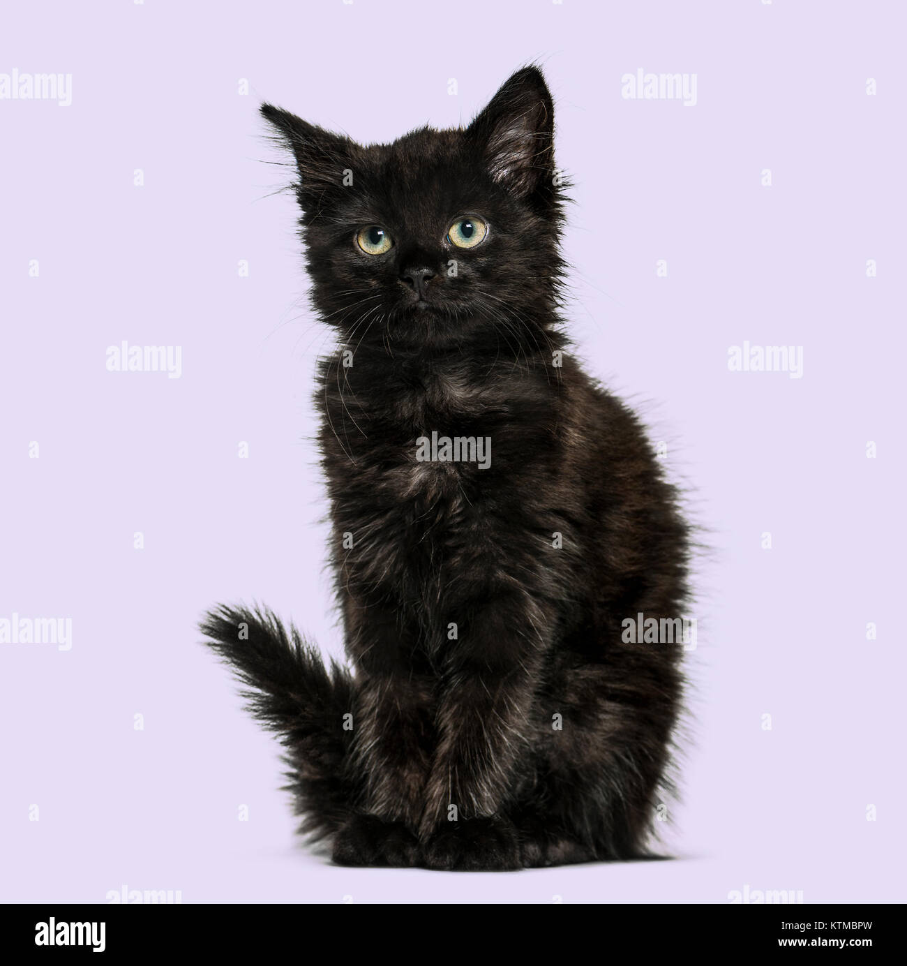Schwarze Katze, Katze, auf lila Hintergrund Stockfoto