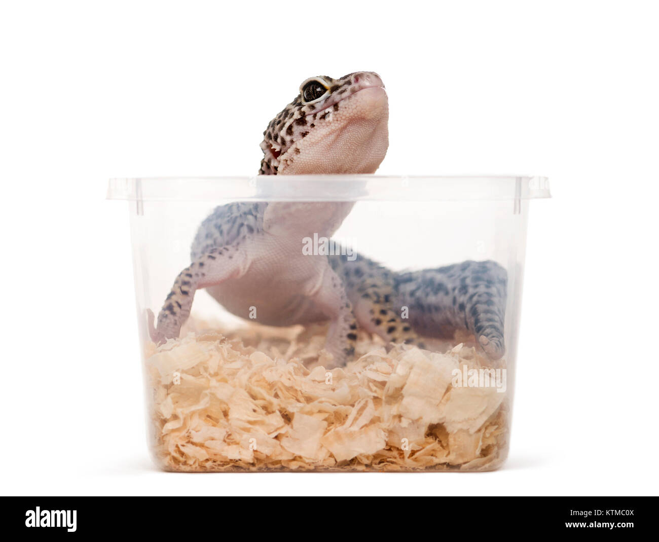 Leopard gecko, Reptilien, in einer Box aus Kunststoff für den Transport Stockfoto
