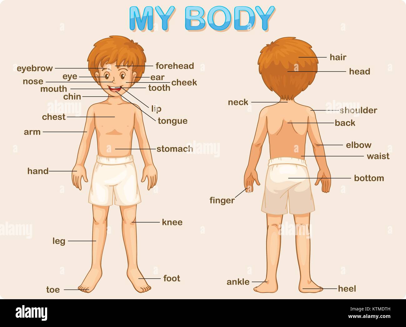 Abbildung: Plakat der Teile des Körpers Stock Vektor