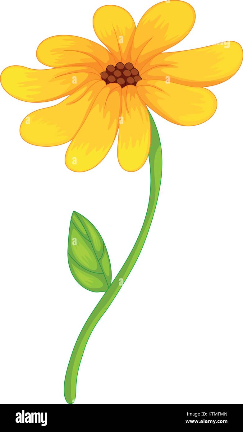 Abbildung Eine Isolierte Gelbe Blume Stock Vektorgrafik Alamy