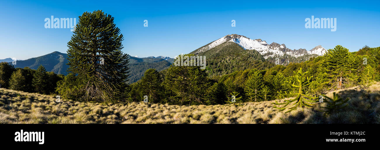 Pampas del Quinchol, Huerquehue Nationalpark in den Ausläufern der Anden, Valdivian gemäßigten Regenwald, Araucania region, Chile, Patagonien. Stockfoto