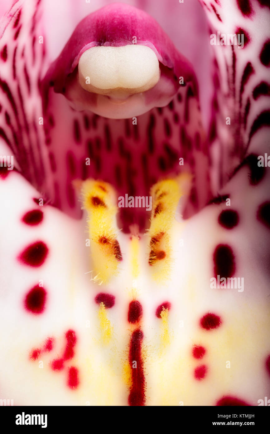 Makro Fotografie Foto eines Spotted purple orchid. Die Staubgefäße und Stempel sind deutlich gezeigt Stockfoto