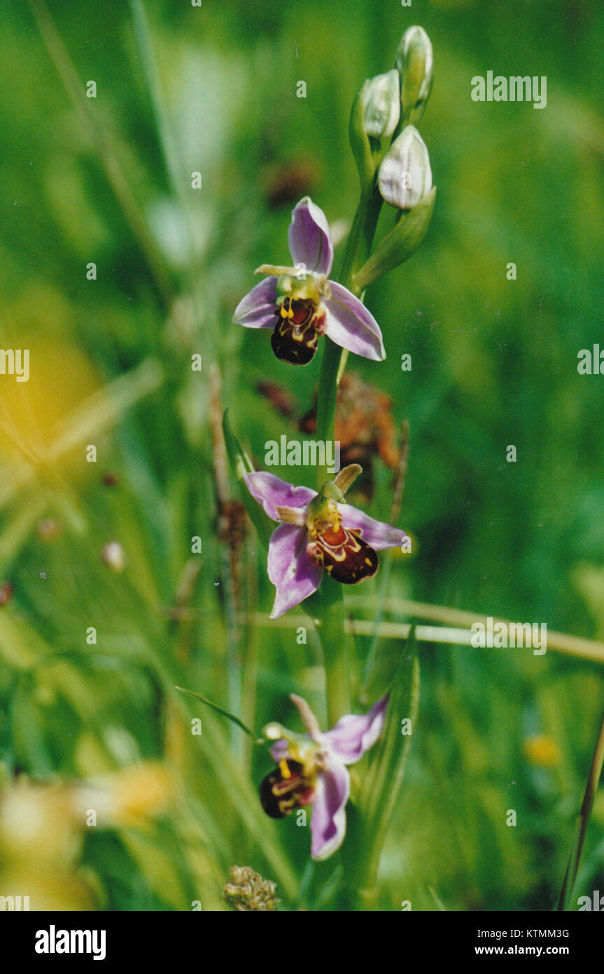 Die Bienen-Orchideen in voller Blüte auf der Netcotts Meadow. Dieses Bild fängt das einzigartige und zarte Aussehen dieser seltenen Wildblumen ein. Stockfoto