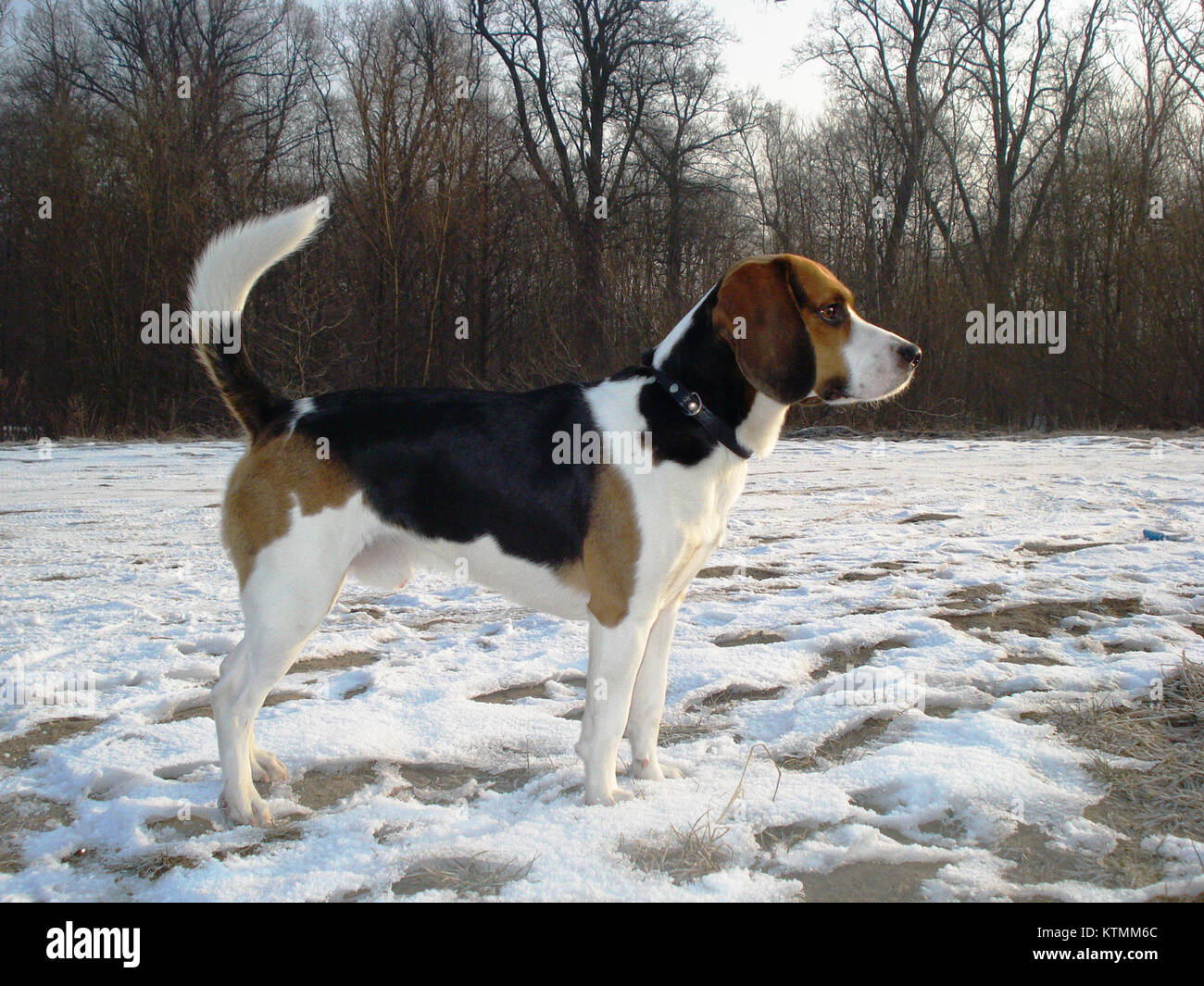 Der Beagle Harrier ist eine Hybridrasse, die sich aus der Kreuzung zwischen einem Beagle und einem Harrier ergibt. Diese Rasse ist bekannt für ihre ausgeprägte Duftfähigkeit und ihr energisches, freundliches Verhalten, was sie sowohl für die Begleitung als auch für die Jagd geeignet macht. Stockfoto