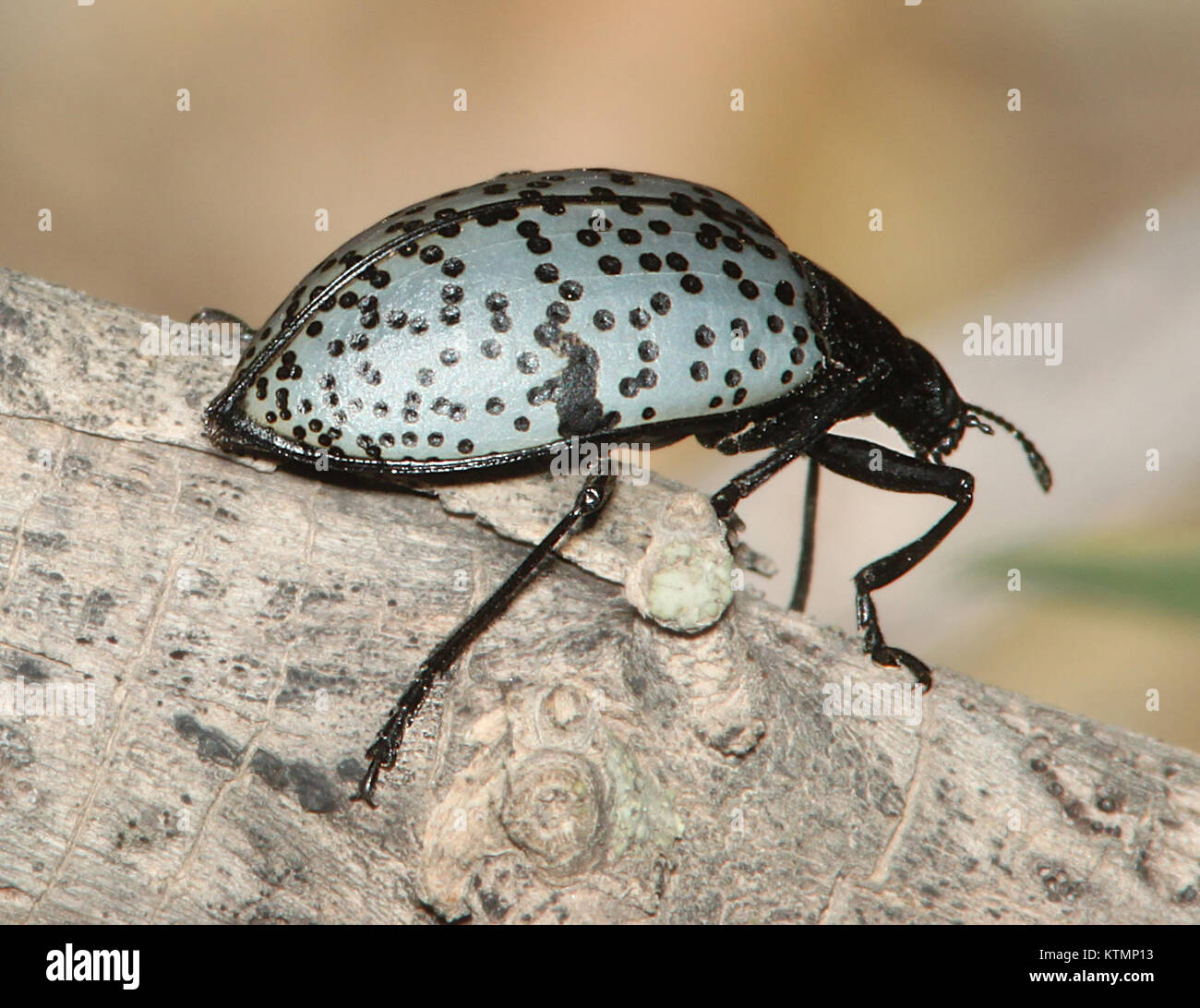 Käfer, erfreulich Pilz (Gibbifer Californicus) (7 10 11) Blue Haven Rd, Patagonien, SCC, Az 02 (5923364842) Stockfoto