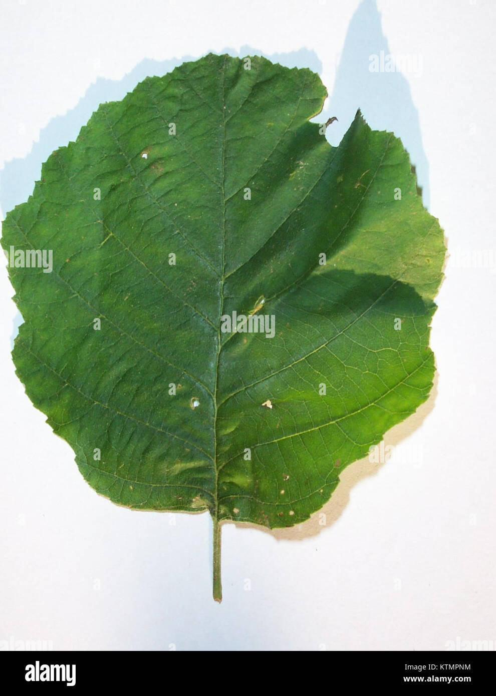 Aulne commun bezeichnet die Erle (Alnus glutinosa), eine in Europa und Teilen Asiens vorkommende Baumart, die für ihre ökologische Bedeutung in Uferzonen bekannt ist. Stockfoto