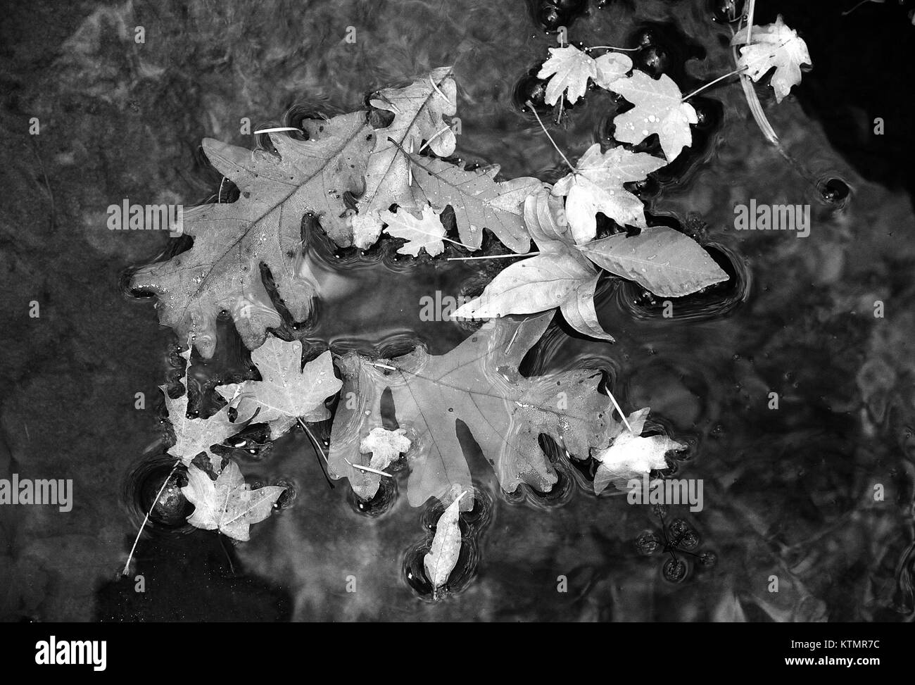 AZ HUACHUCA BERGE, Garten Canyon, AZ04 (11 1 11) Herbst Farbe (4) (10462718545) Stockfoto
