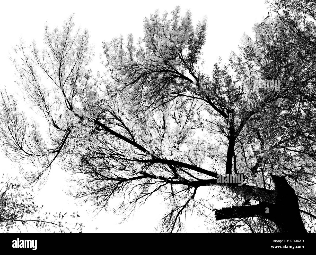 Das Arizona Sonoita Creek Preserve ist ein Naturschutzgebiet in Patagonia, Arizona. Dieses Naturschutzgebiet konzentriert sich auf den Naturschutz und bietet Möglichkeiten für ökologische Studien und Freizeitaktivitäten im Freien. Stockfoto