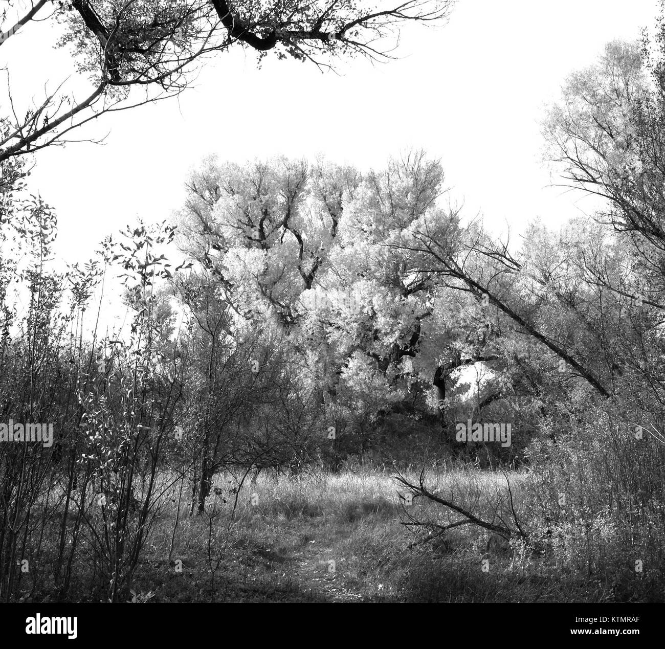 Das Patagonia Sonoita Creek Preserve ist ein Naturschutzgebiet in Arizona, das für seine Artenvielfalt und seine Naturlandschaften wichtig ist. Dieses Foto zeigt seine ökologische Bedeutung und landschaftliche Schönheit. Stockfoto
