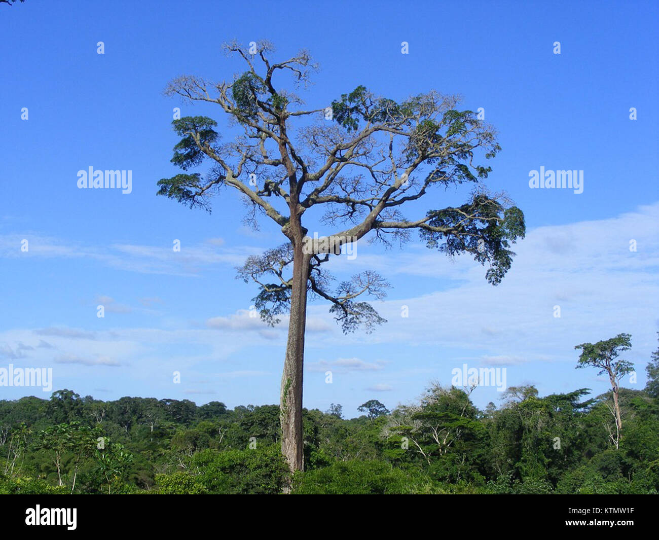 Baillonella toxisperma, auch bekannt als Gaboon-Nussbaum, ist eine tropische Baumart in Zentral- und Westafrika. Es produziert essbare Nüsse und wird in der lokalen Wirtschaft für Holz und Saatgut vielseitig verwendet. Stockfoto