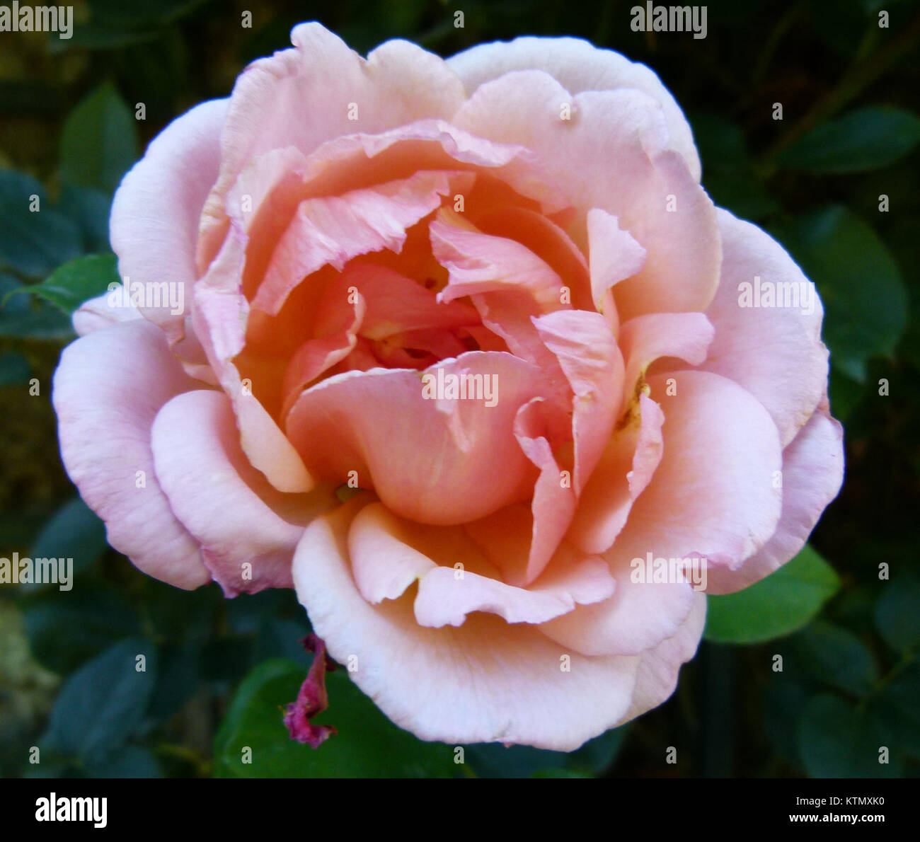 Belle de Londres aux Jardins de Bagatelle ist eine Rosensorte, die in den berühmten Gärten von Bagatelle in Paris angebaut wird. Diese Rose ist bekannt für ihre Schönheit und ihren Duft, eine beliebte Wahl bei Gartenbauern und Enthusiasten. Stockfoto