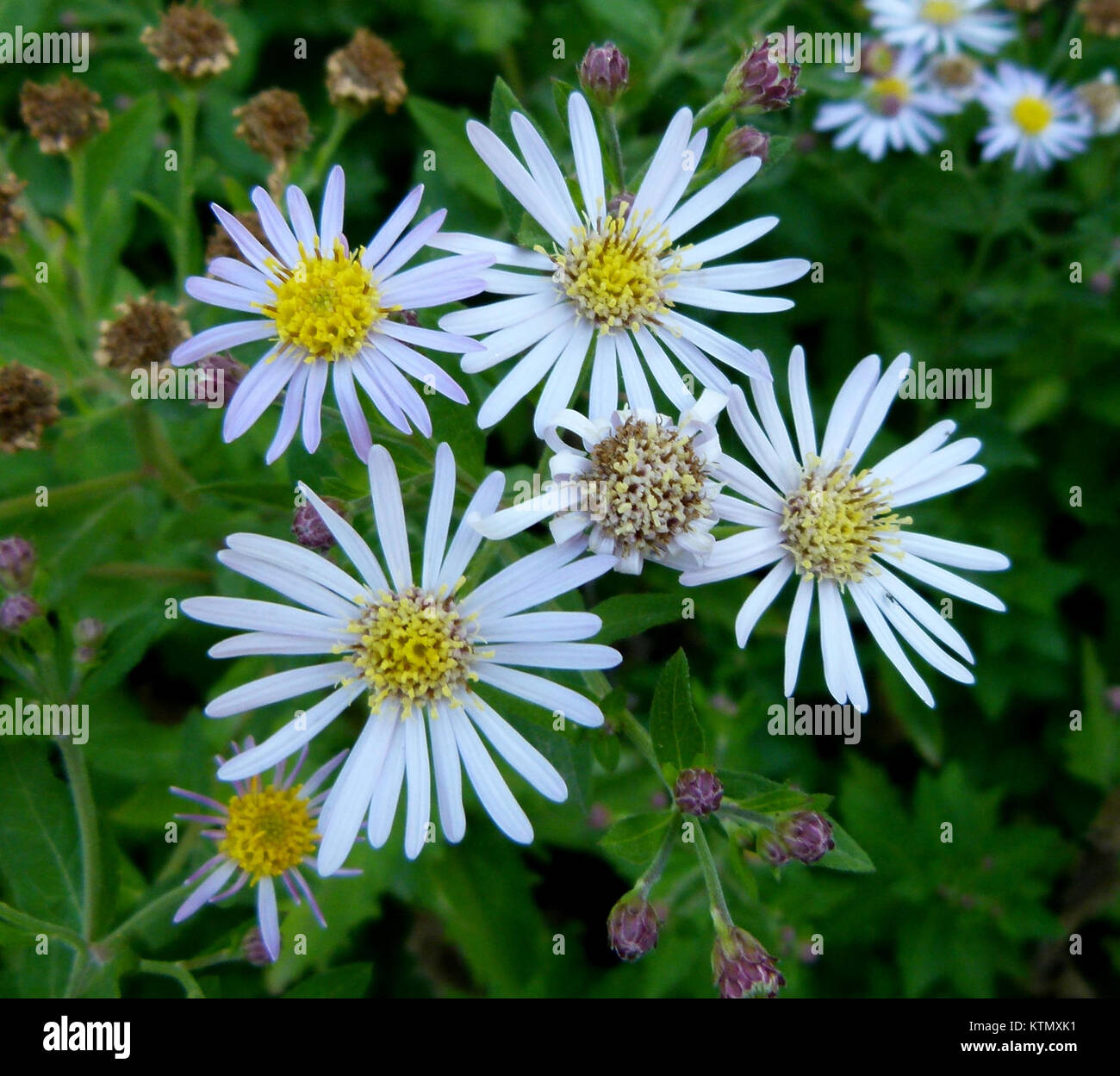 Aster ageratoides Turcz. Stockfoto