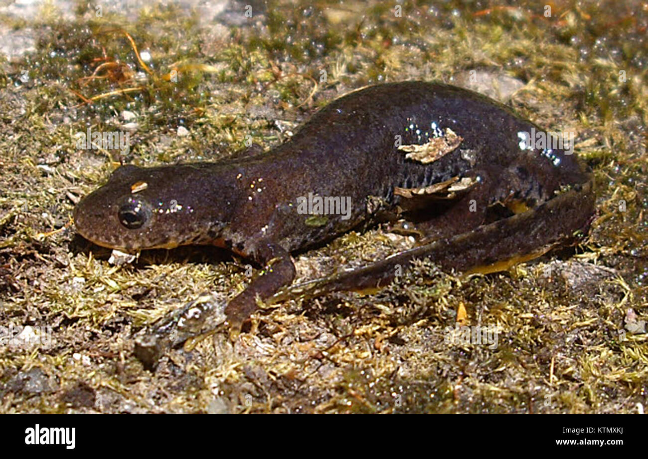 Ein Bergmolch aus GÃ¶ttingen, Deutschland, in einer natürlichen Umgebung gefangen und zeigt seine amphibischen Merkmale und seinen Lebensraum. Stockfoto