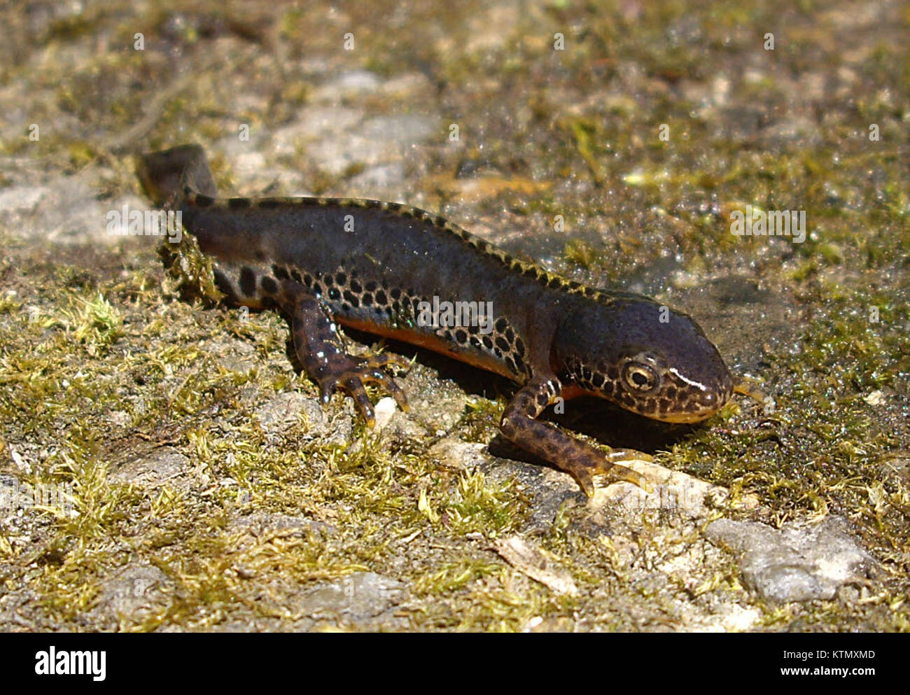 Die Bergmolch ist eine Art in GÃ¶ttingen, Deutschland, die für ihre besondere Färbung und ihren Lebensraum in aquatischen Umgebungen während der Brutsaison bekannt ist. Stockfoto