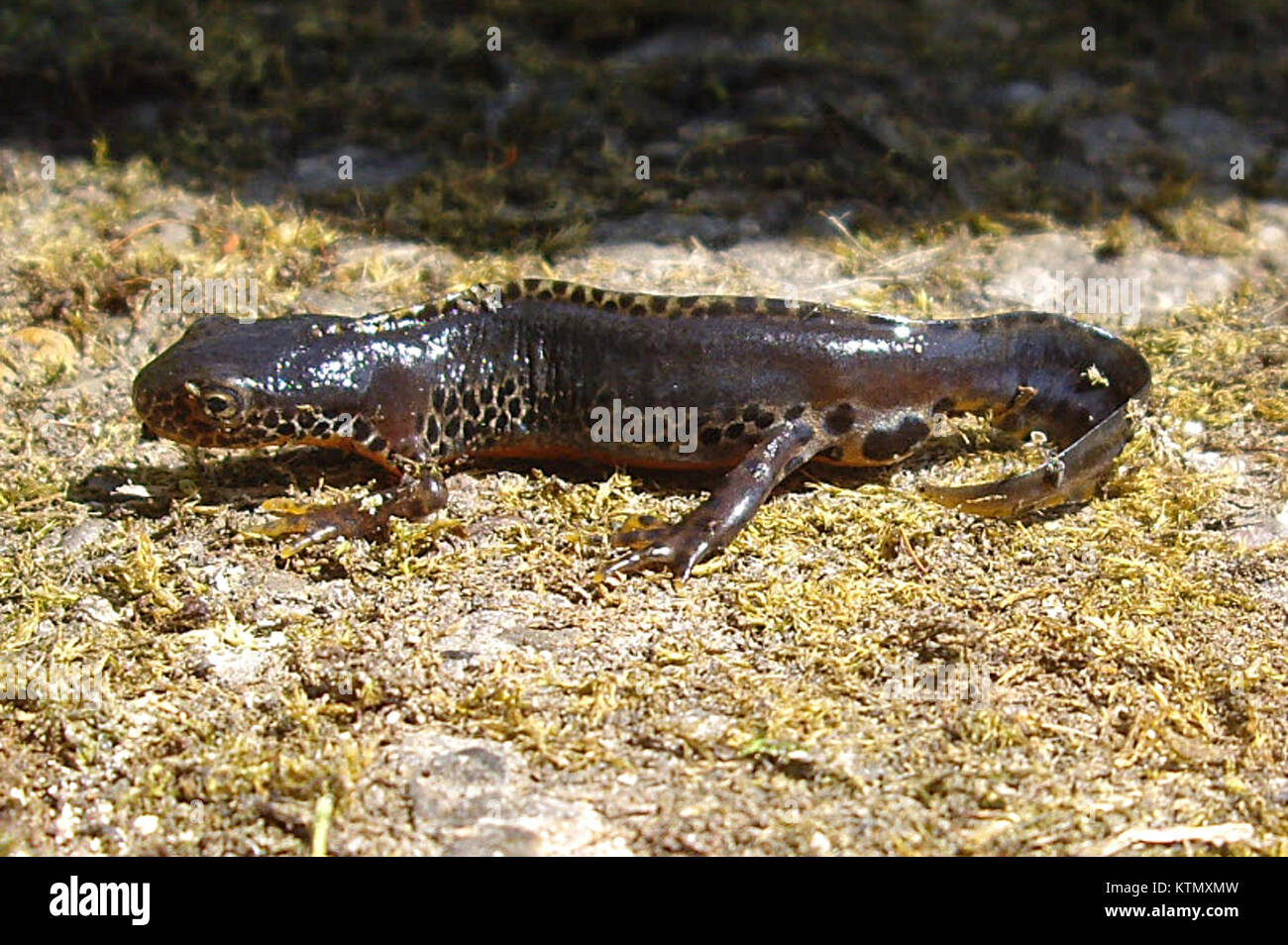 Eine Bergmolch (Feuersalamander), fotografiert in GÃ¶ttingen, zeigt seine markanten schwarzen und gelben Markierungen, eine häufige Amphibienart in europäischen Wäldern. Stockfoto