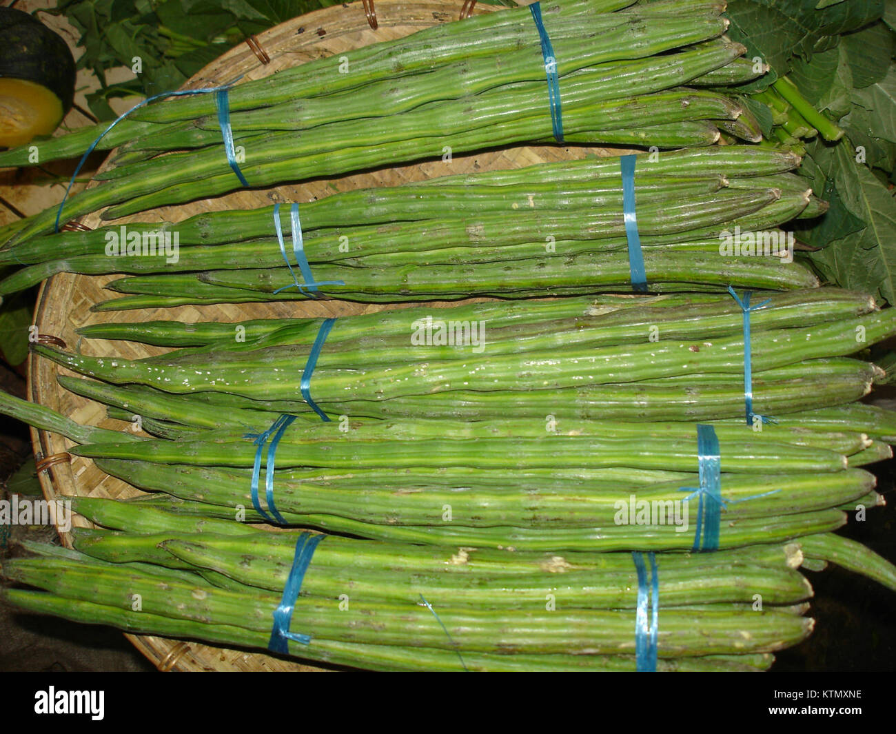 Ben öl baum Pods (vermarktet) 2 Stockfoto