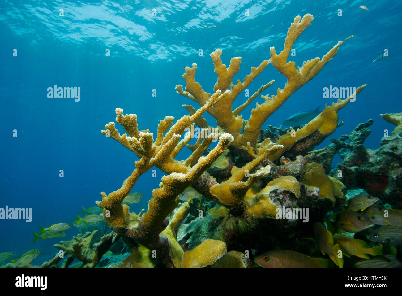 Elkhorn Coral, Key Largo Florida Stockfoto