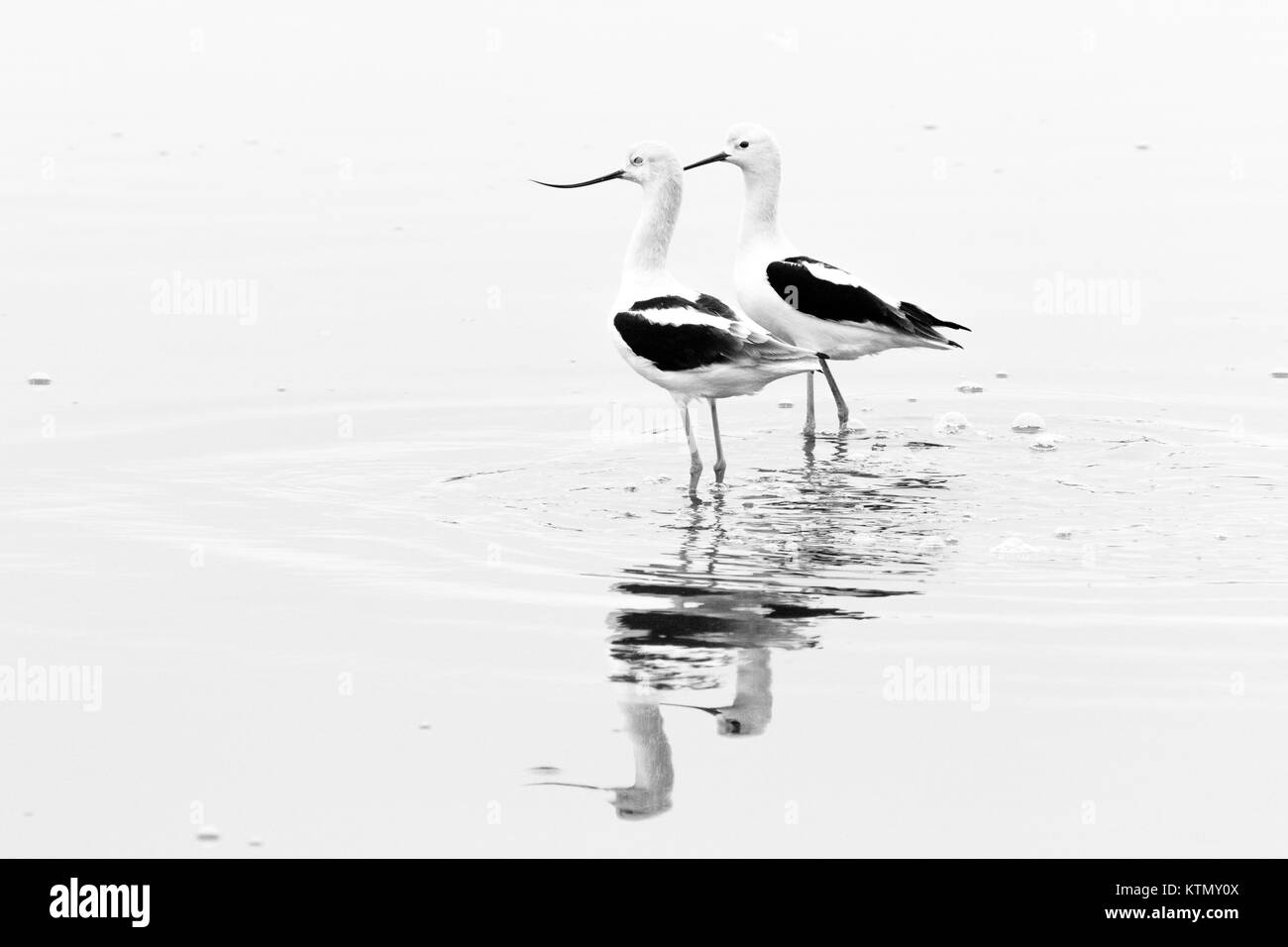 Amerikanische Säbelschnäbler, im Winter Gefieder, das Waten in den Gewässern der San Pablo Bay National Wildlife Refuge in Nordkalifornien. Stockfoto