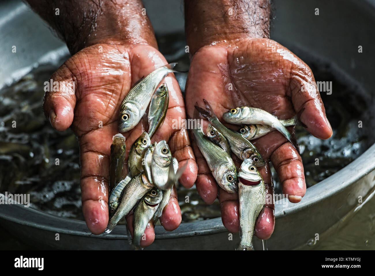 Fischsaat spielt eine wichtige Rolle in der Aquakultur. Aufgrund der guten Qualität der Saatgut Fischzüchter können ihren Gewinn verlieren. Auf dem Foto ist ein qualitativ hochwertiger Fischkern zu sehen. Stockfoto