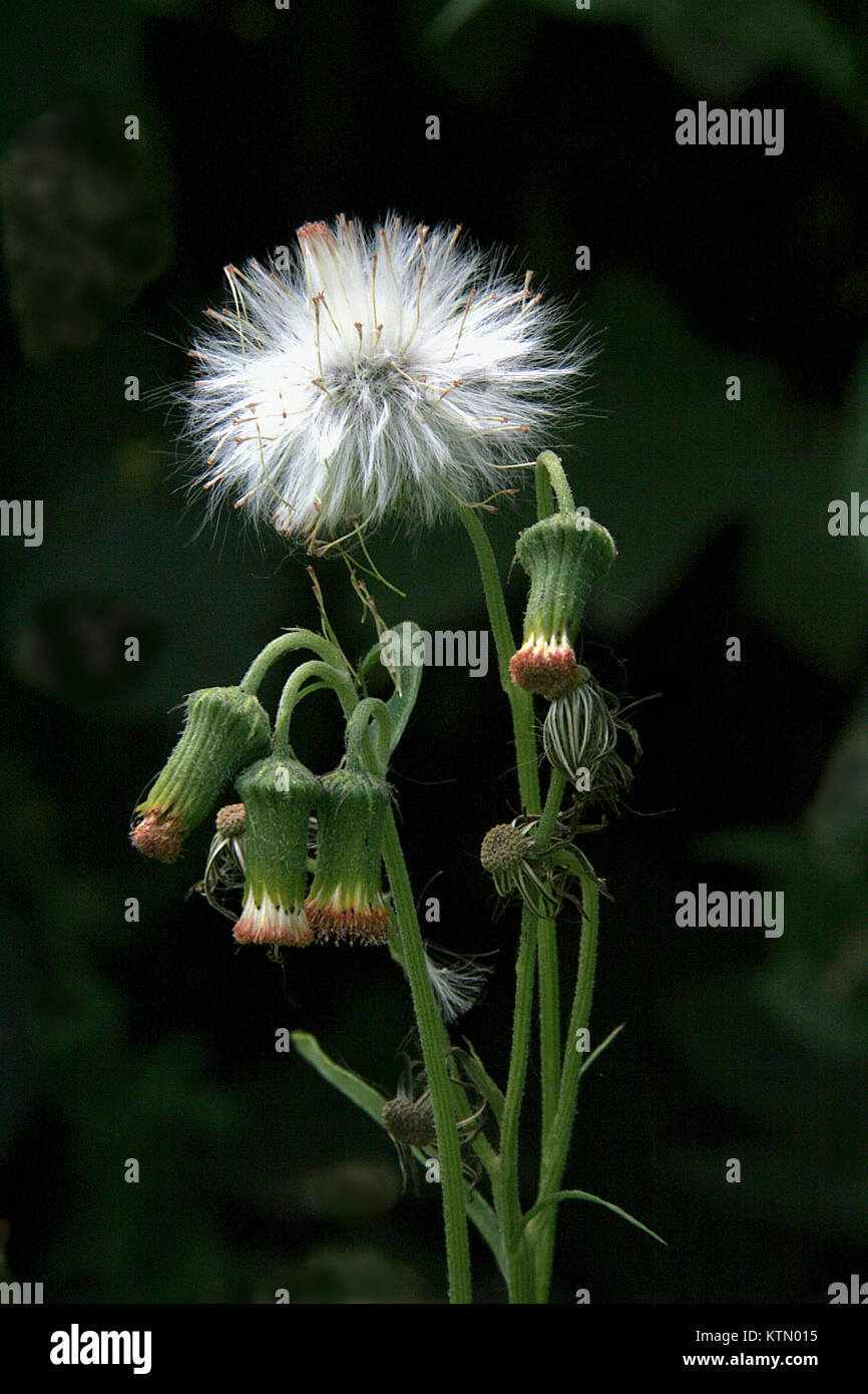 Weiß- und samtige Blume, die freistehende erhält und die Schwimmer in der Luft, die Saatgut Stockfoto