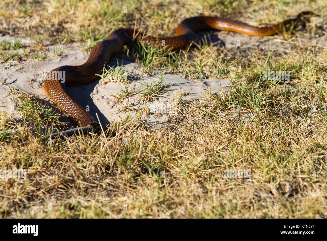 Cape Cobra Snake Essen eine molesnake vor dem Versteck in Bohrung Stockfoto