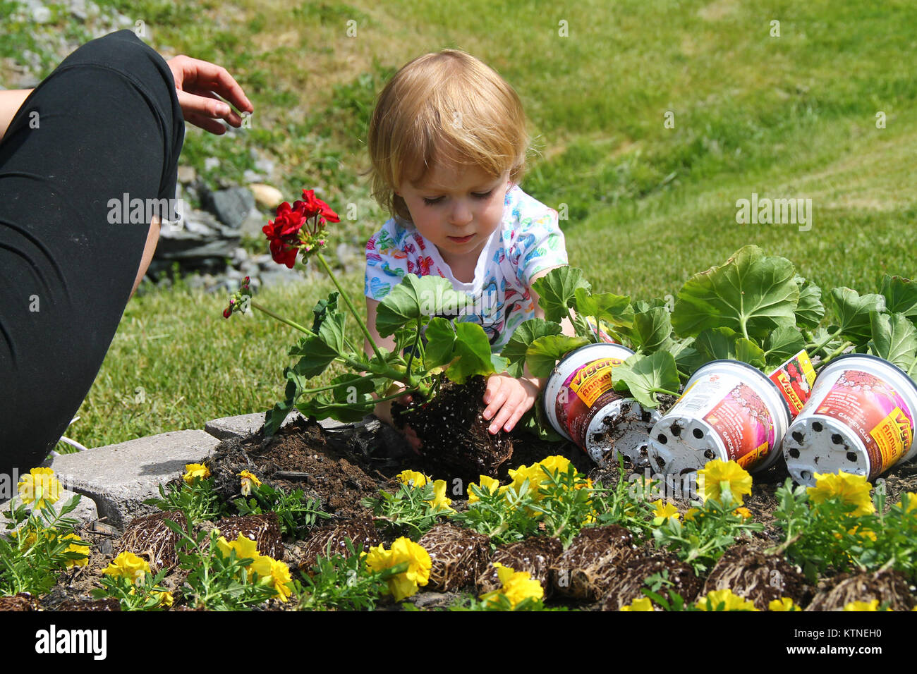 Ava Murphy, Tochter von Joanne Murphy, hilft als Mitglieder der New Yorker Nationalgarde Programm Jugend Pflanze einen Regenbogen der roten Geranien, gelben Ringelblumen und blauen Lobelien auf Streitkräfte Tag 18. Mai an der Waffenkammer der 42th Infantry Division Hauptsitz in Troy, New York, der NYNG Programm Jugend zielt darauf ab, Kinder der Militär-Mitglieder zu unterstützen und pflanzten Blumen in Troy und in Latham, New York (USA Armee Foto von SPC. J.p. Lawrence, 42th Infantry Division Public Affairs Office). Stockfoto