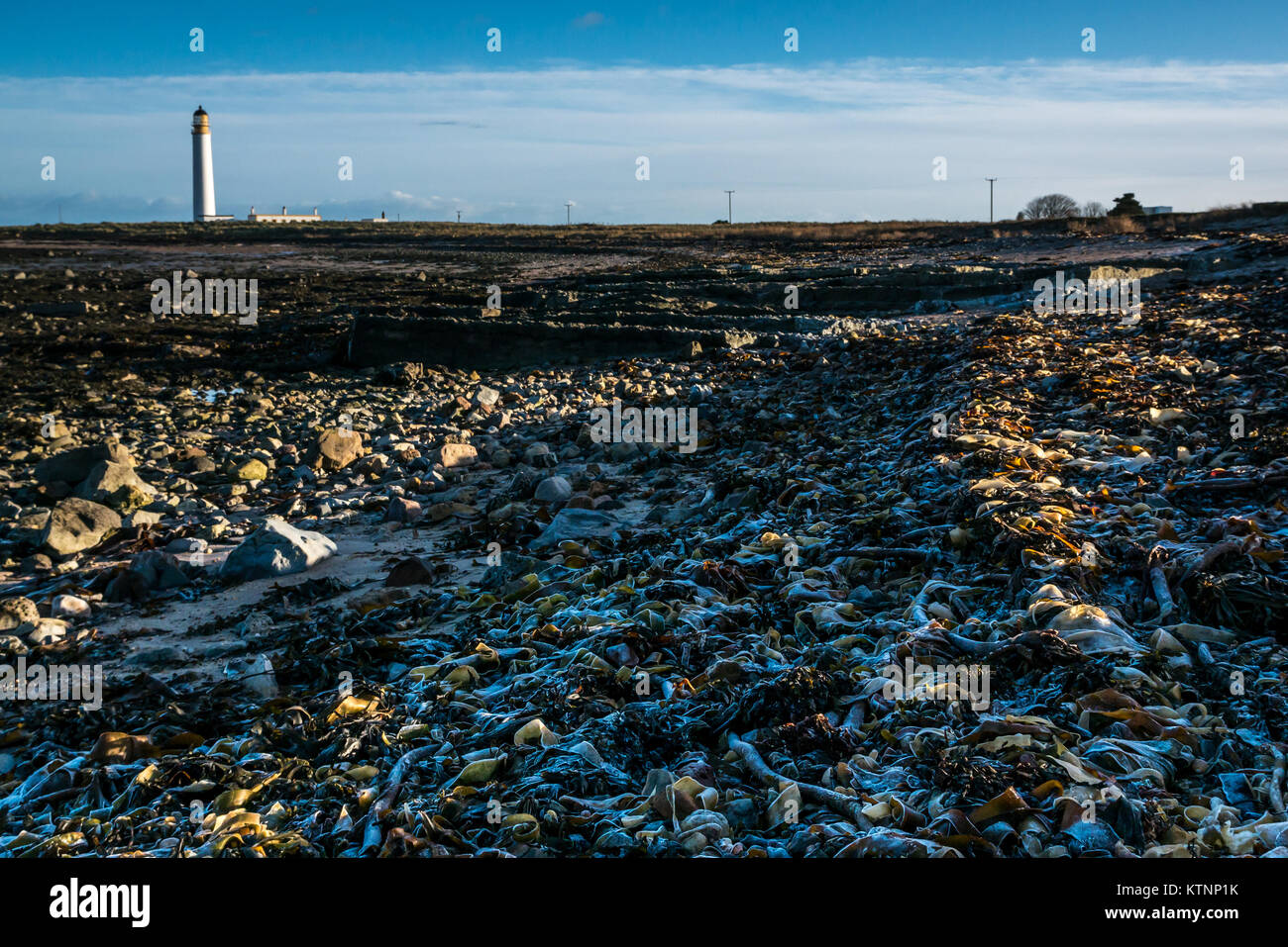 John Muir, Dunbar, East Lothian, Schottland, Großbritannien. 27 Dez, 2017. Einen schönen klaren blauen Himmel bei Scheunen Ness Leuchtturm, ein deaktivierter Stevenson Leuchtturm. Die Algen am Ufer ist mit Reif bedeckt Stockfoto